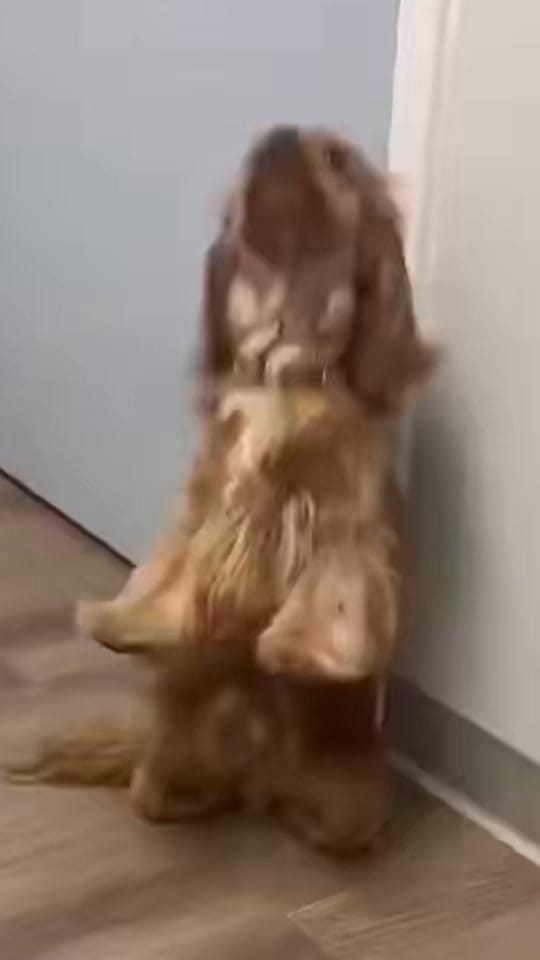 Post 10 by Vetventures on TikTok (video)