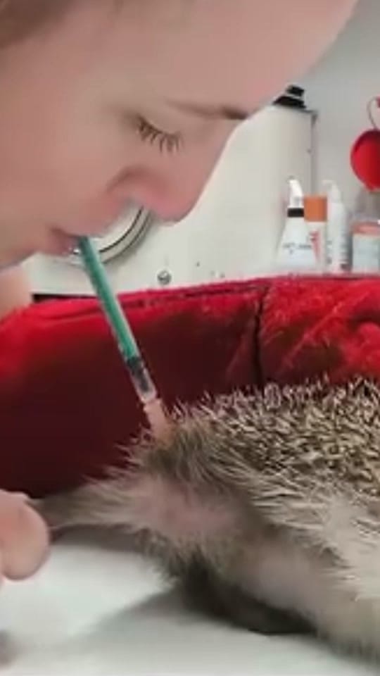 Post 6 by Vetventures on TikTok (video)