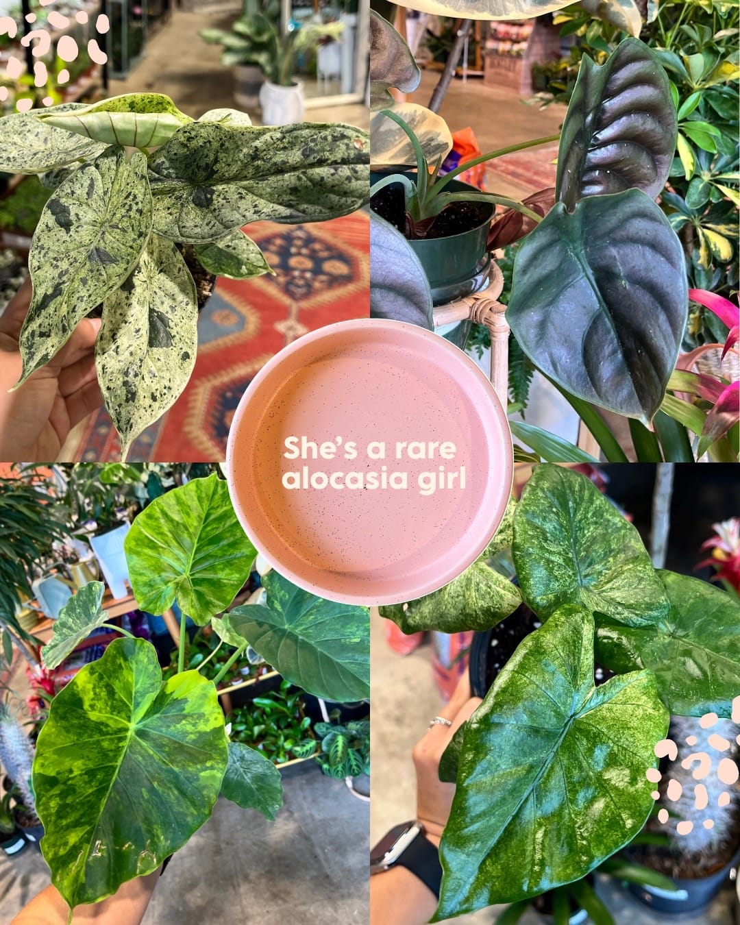 Post 1 by House Plant Collective on TikTok (video)