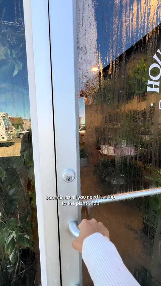 Post 6 by House Plant Collective on TikTok (video)