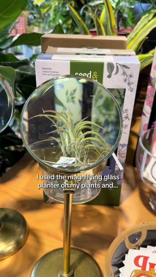 Post 5 by House Plant Collective on TikTok (video)