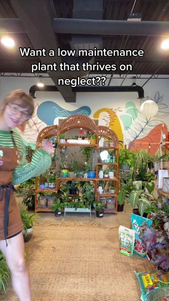 Post 9 by House Plant Collective on TikTok (video)