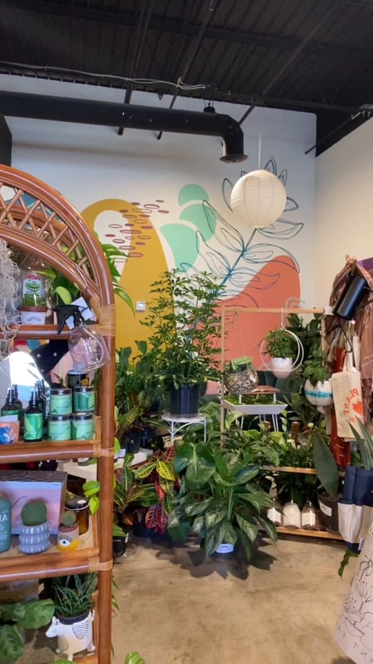 Post 8 by House Plant Collective on TikTok (video)