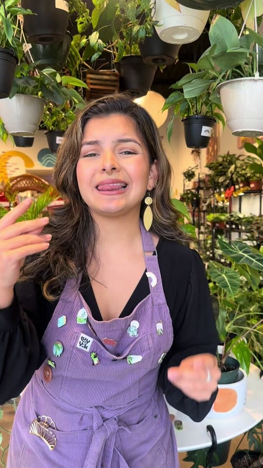 Post 7 by House Plant Collective on TikTok (video)