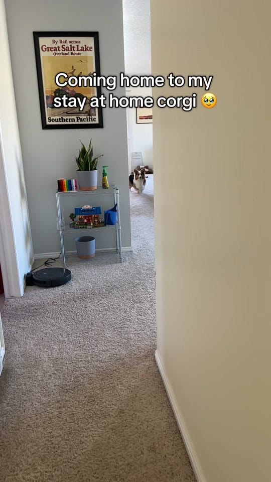 Post 10 by Walnut on TikTok (video)