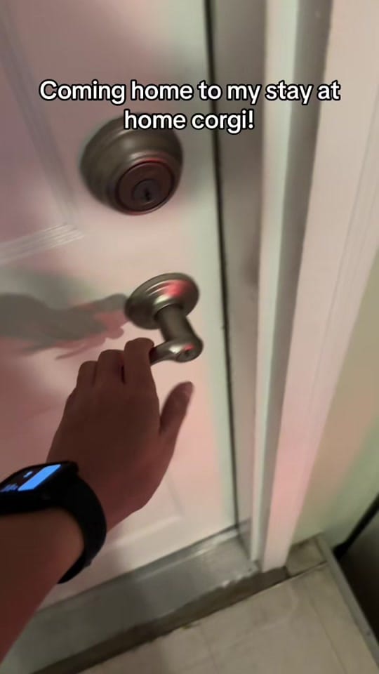 Post 3 by Walnut on TikTok (video)