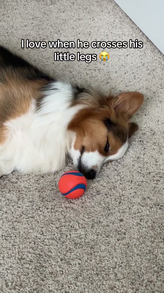 Post 5 by Walnut on TikTok (video)