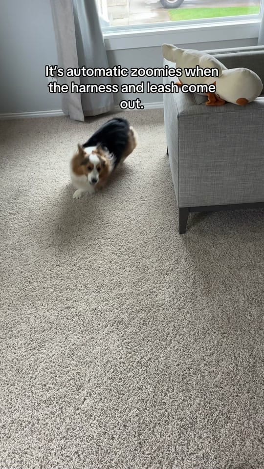 Post 7 by Walnut on TikTok (video)