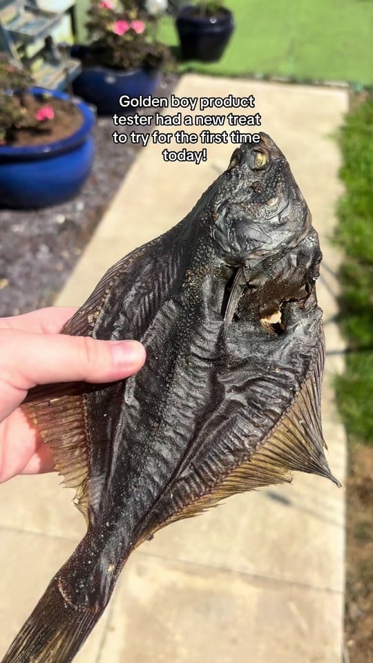 Post 8 by HappyWoofs&Purrs on TikTok (video)