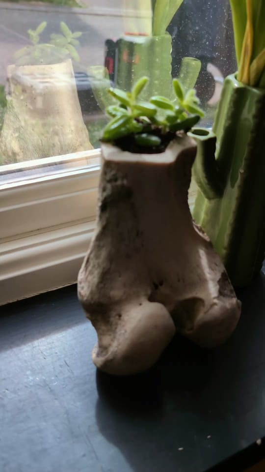 Post 6 by Bare Bones Cornwall🇬🇧 on TikTok (video)