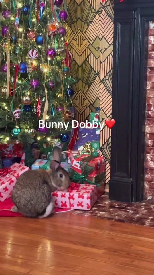 Post 7 by House Of Adora on TikTok (video)