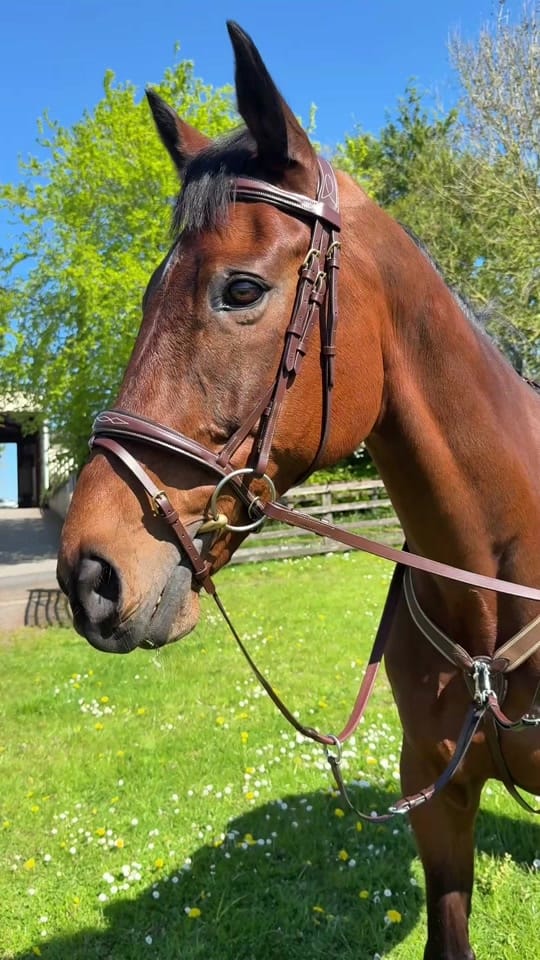 Post 3 by TRI Equestrian on TikTok (video)