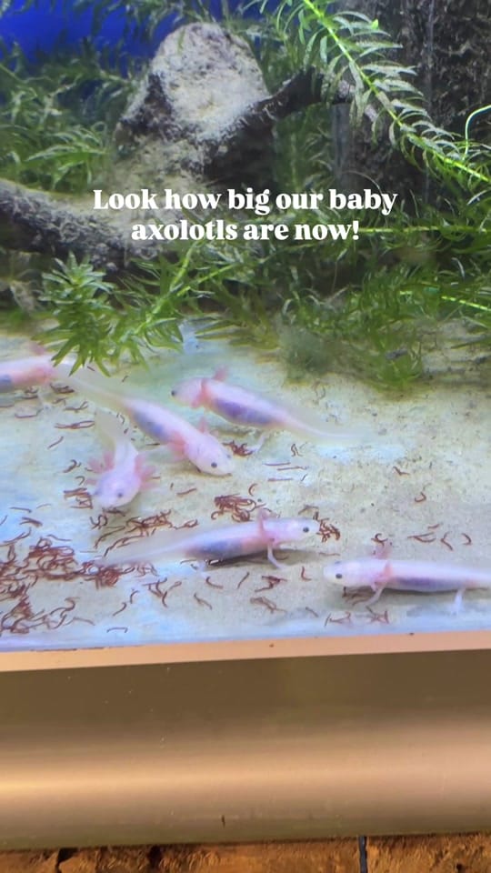 Post 3 by World Of Fish & Pets on TikTok (video)