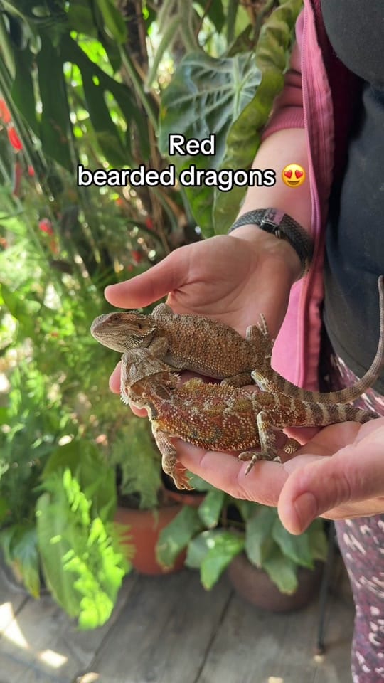 Post 5 by World Of Fish & Pets on TikTok (video)