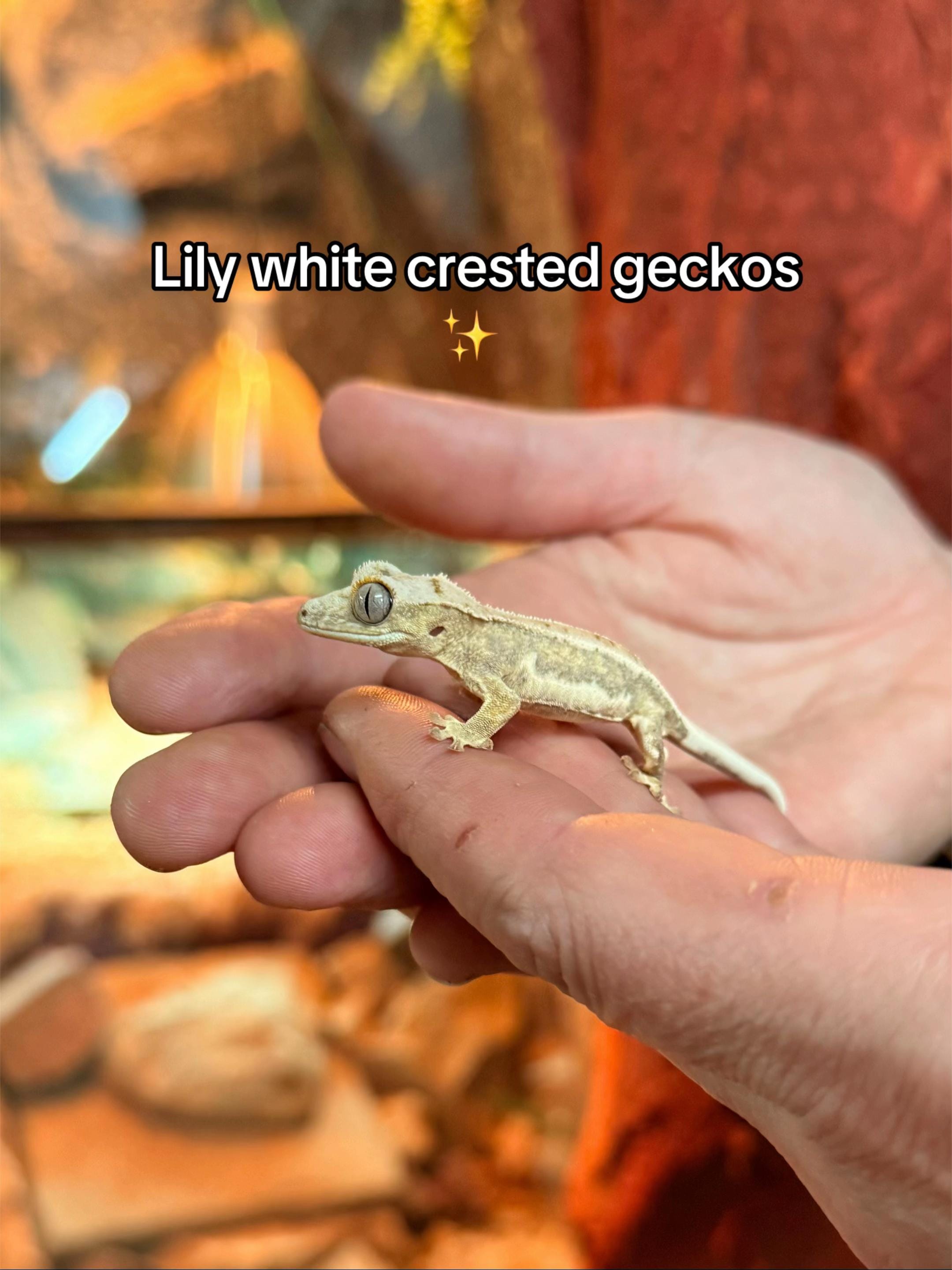 Post 4 by World Of Fish & Pets on TikTok (video)