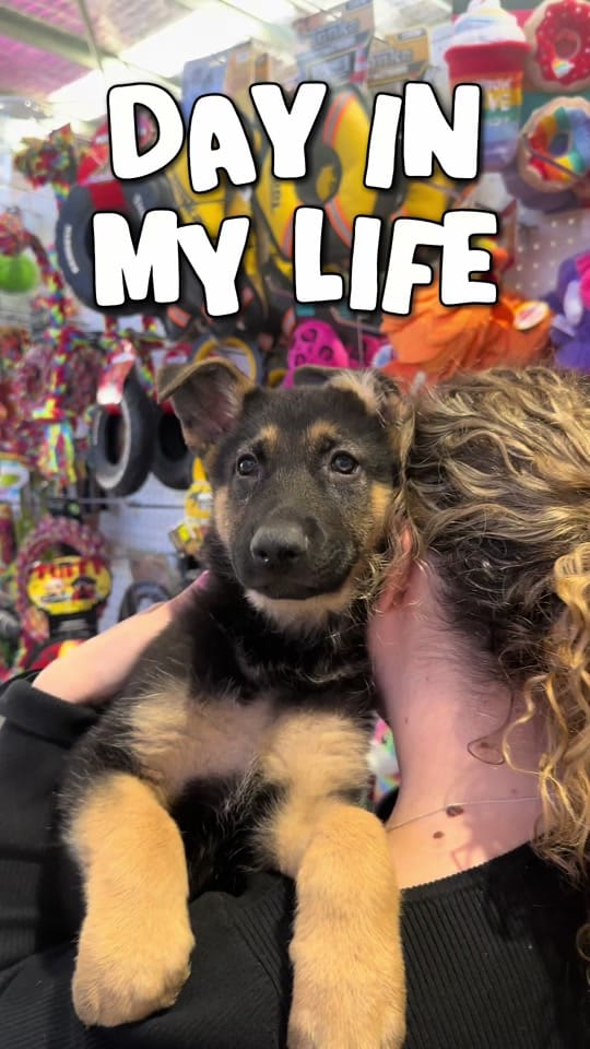 Post 1 by Pet And Aquarium World on TikTok (video)