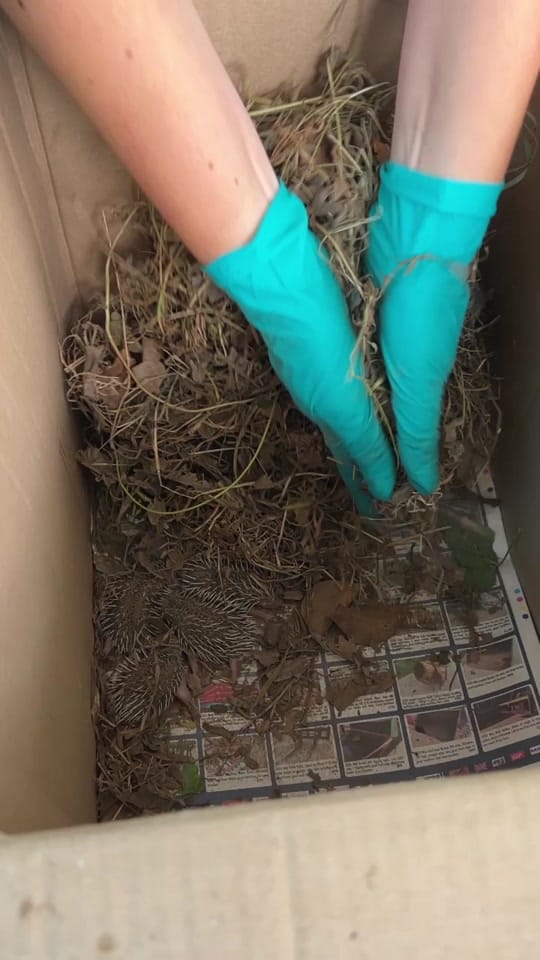 Post 8 by Prickles &Paws Hedgehog Rescue on TikTok (video)