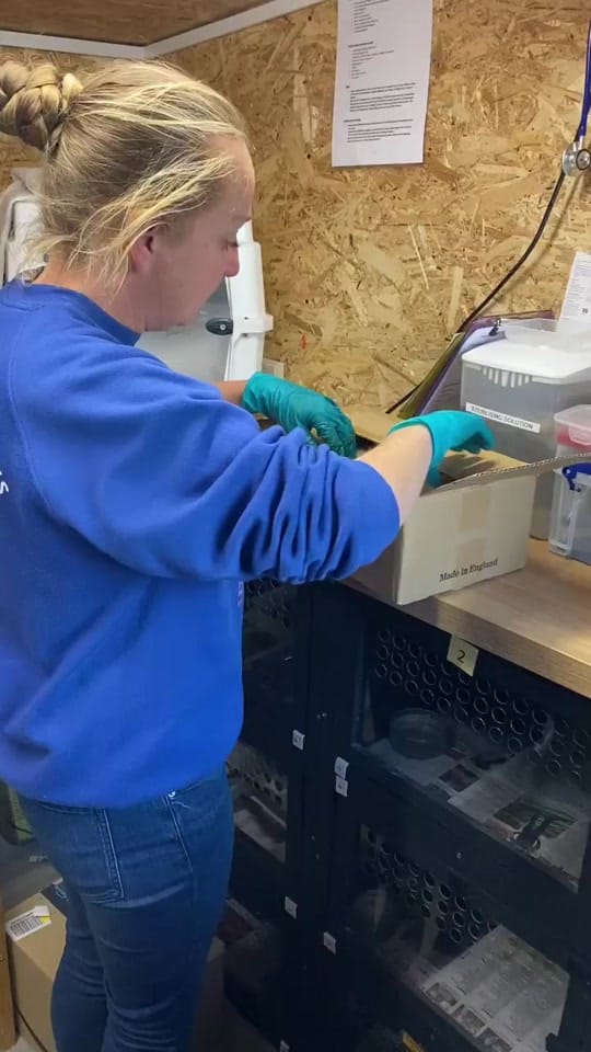 Post 10 by Prickles &Paws Hedgehog Rescue on TikTok (video)