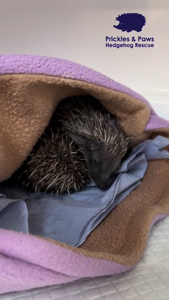 Post 1 by Prickles &Paws Hedgehog Rescue on TikTok (video)