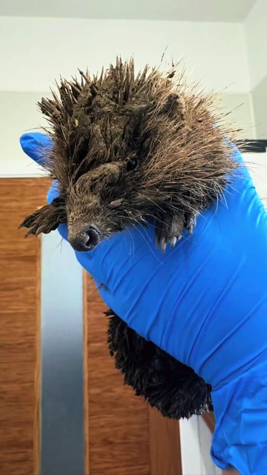 Post 3 by Prickles &Paws Hedgehog Rescue on TikTok (video)