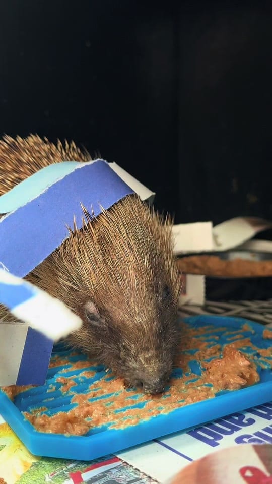 Post 4 by Prickles &Paws Hedgehog Rescue on TikTok (video)