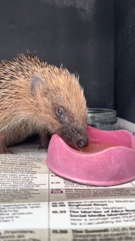 Post 6 by Prickles &Paws Hedgehog Rescue on TikTok (video)