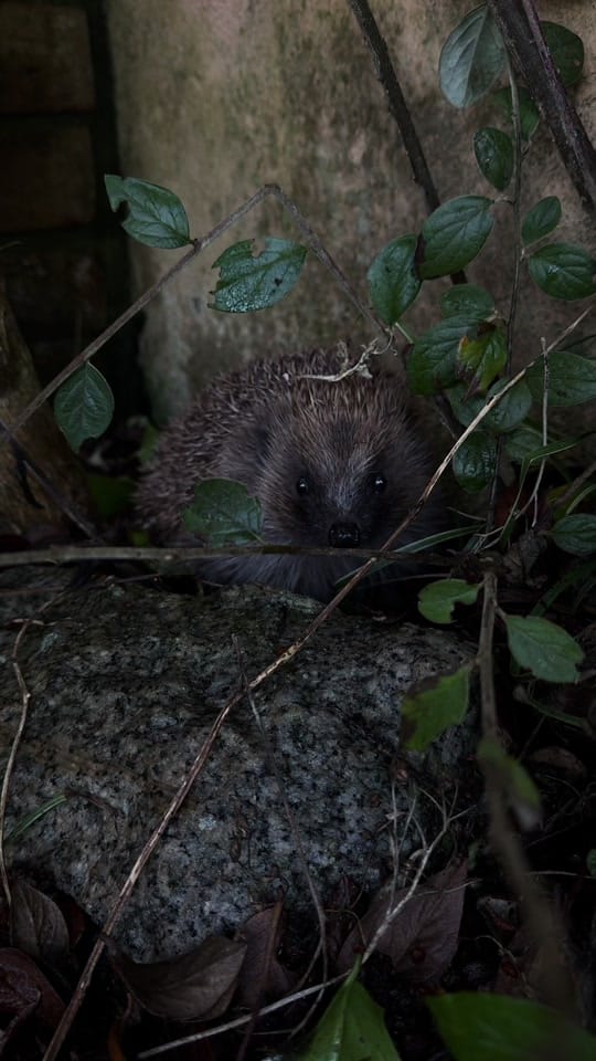 Post 7 by Prickles &Paws Hedgehog Rescue on TikTok (video)