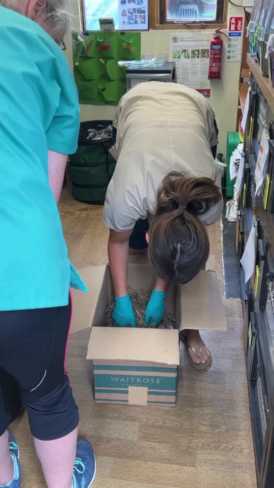 Post 9 by Prickles &Paws Hedgehog Rescue on TikTok (video)