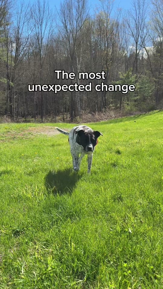 Post 10 by Chelsea | Dog & Toddler Mom on TikTok (video)