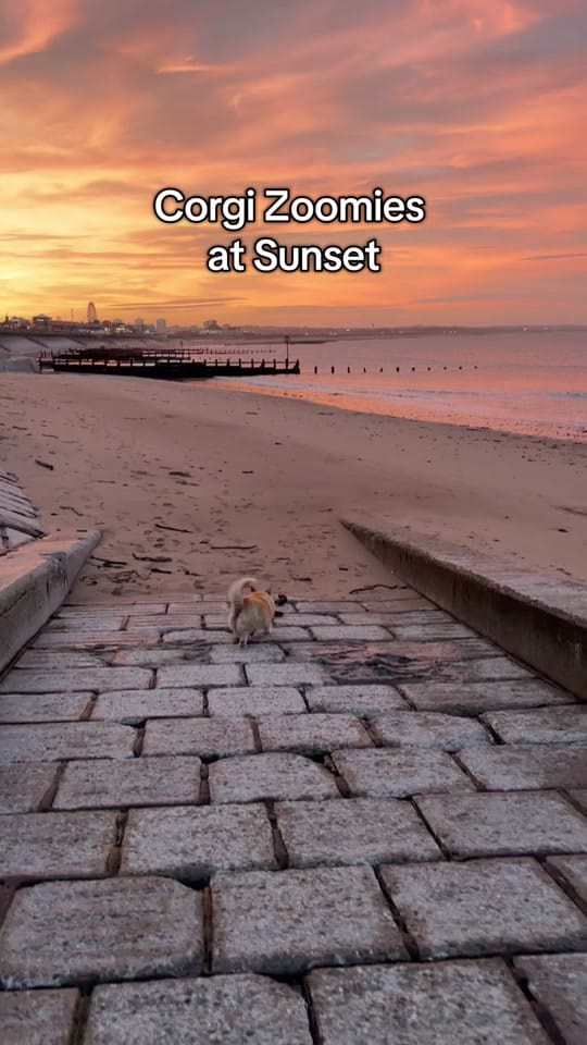 Post 7 by Mairi | Pet Portrait Artist on TikTok (video)