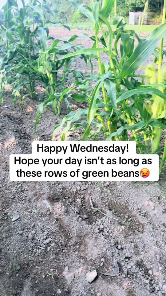 Post 5 by Tessa Brown on TikTok (video)