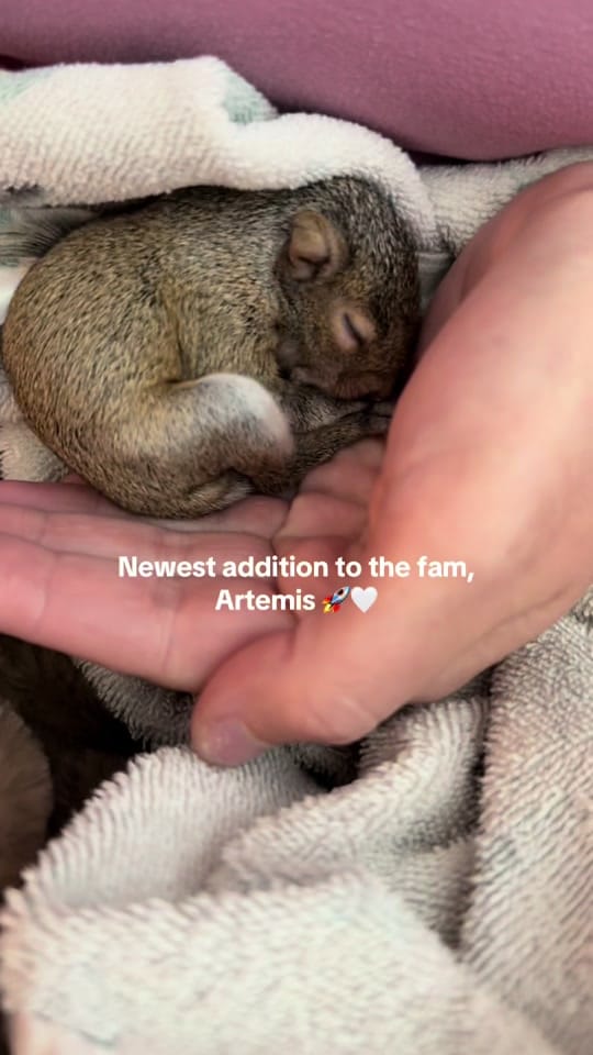 Post 7 by Linds | Mama + Wife 🤍 on TikTok (video)