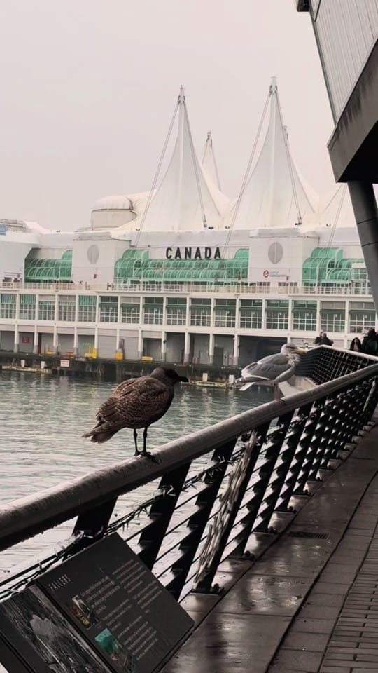 Post 8 by bluesquirrelnews on TikTok (video)