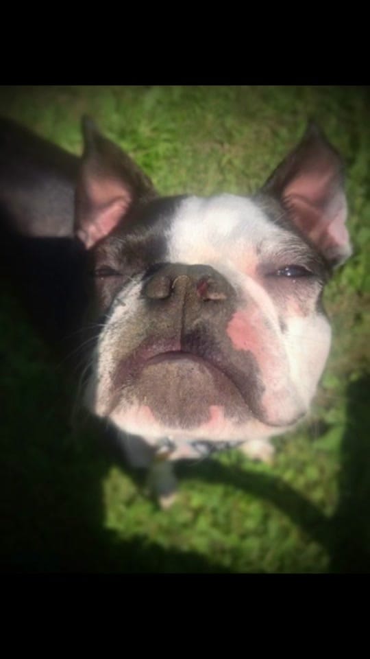 Post 6 by Bostie Mom on TikTok (video)