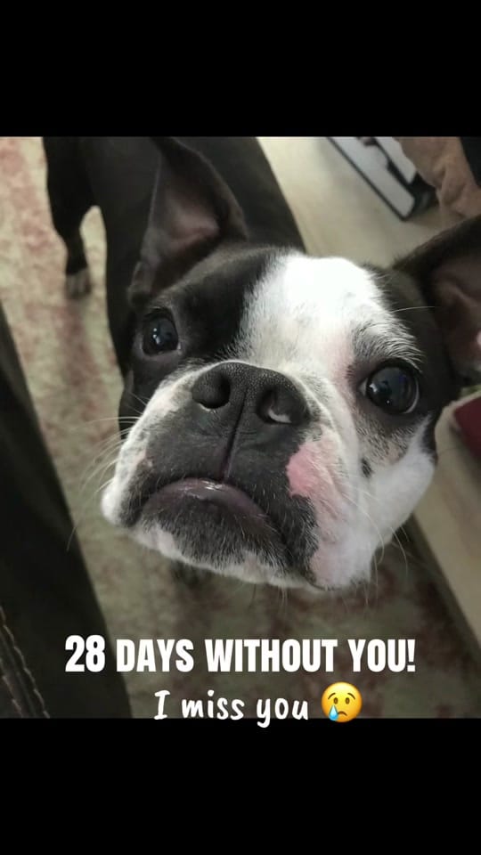 Post 1 by Bostie Mom on TikTok (video)