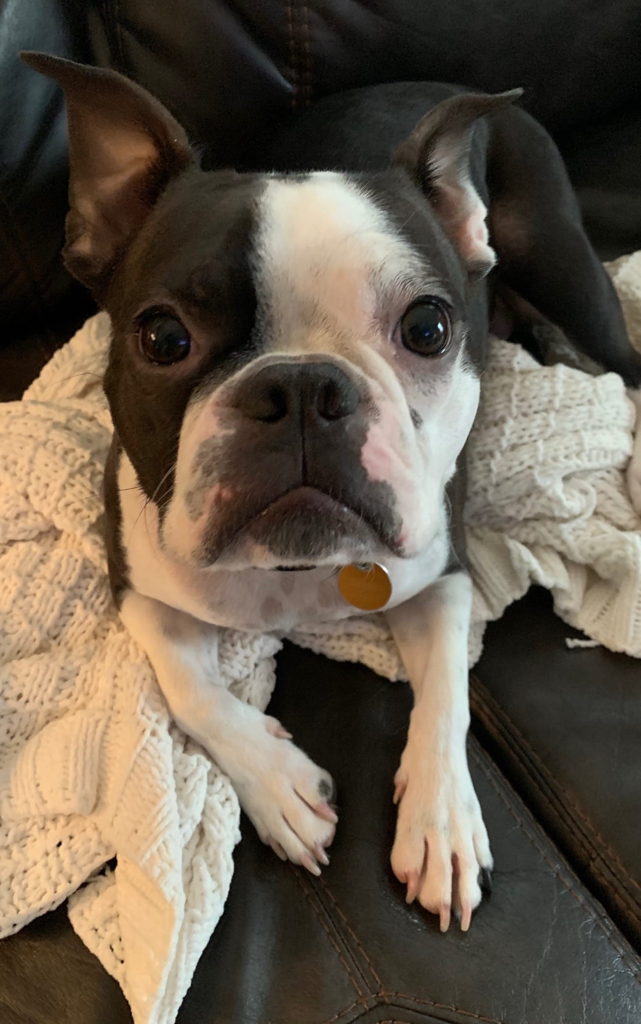 Post 4 by Bostie Mom on TikTok (video)