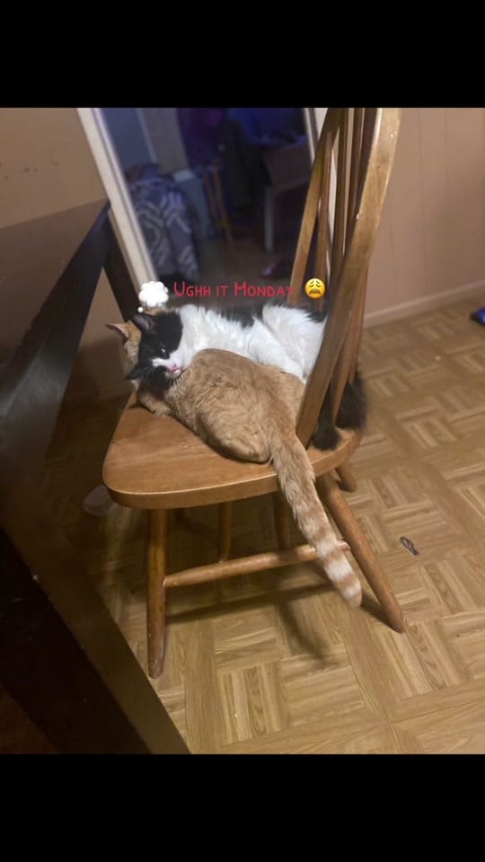 Post 4 by HeyitsChinna🌻 on TikTok (video)