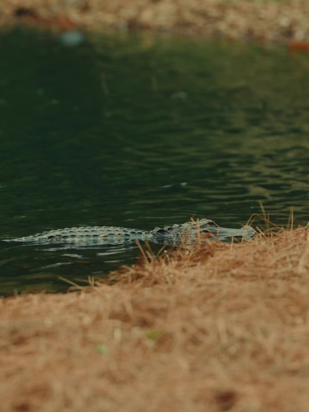 Post 4 by Florida Gators on Instagram (video)
