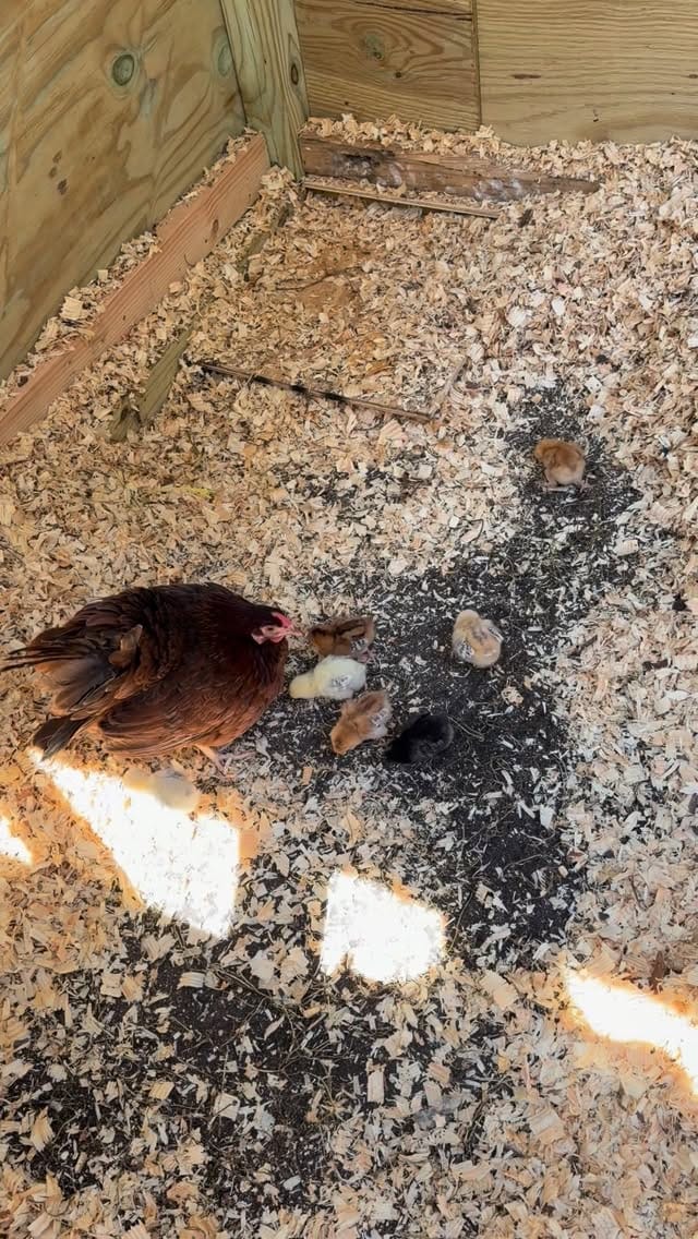 Post 5 by Carnegie Vanguard High School on Instagram (video)