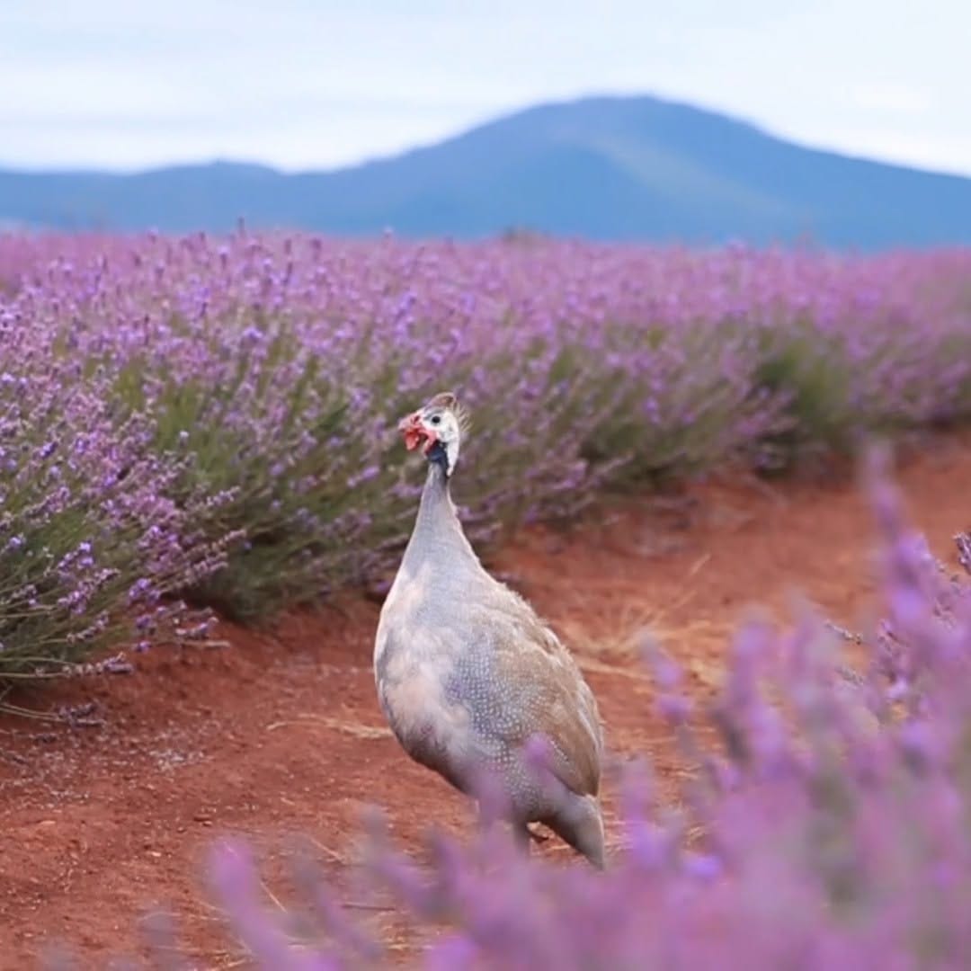 Post 1 by Bridestowe Lavender Estate on Instagram (video)