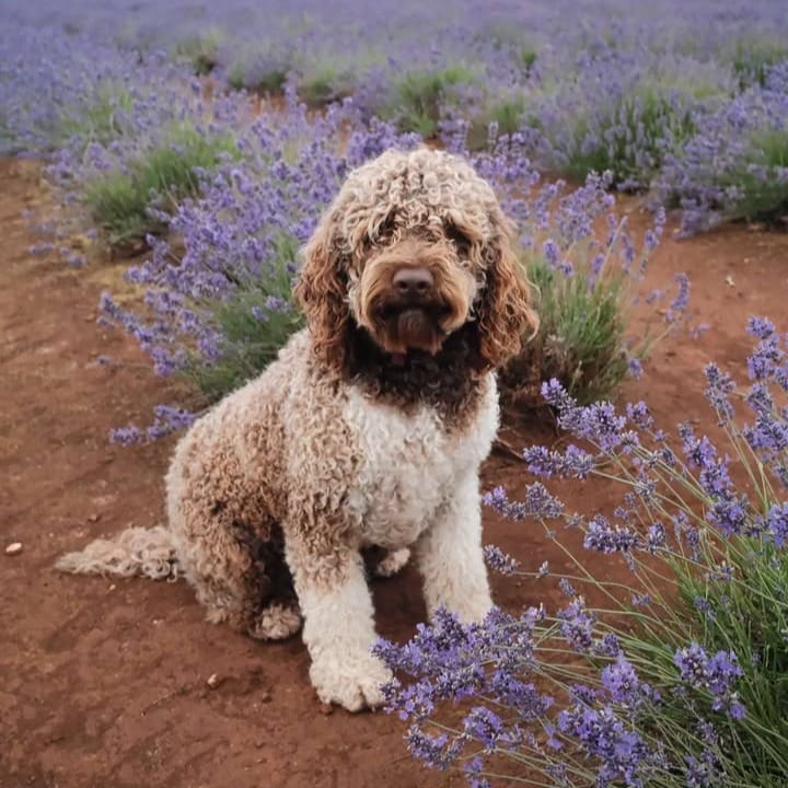 Post 2 by Bridestowe Lavender Estate on Instagram (image)