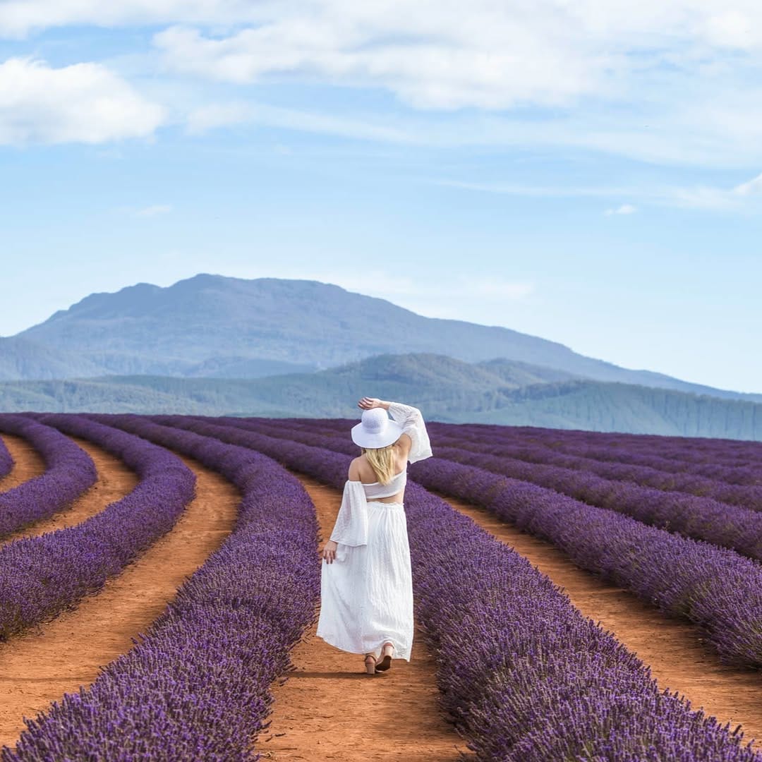 Post 10 by Bridestowe Lavender Estate on Instagram (image)