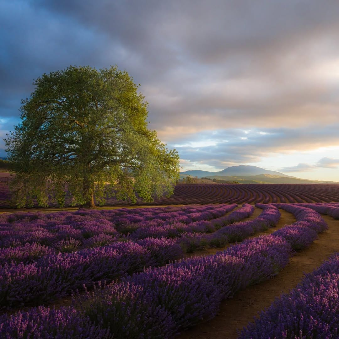Post 8 by Bridestowe Lavender Estate on Instagram (image)