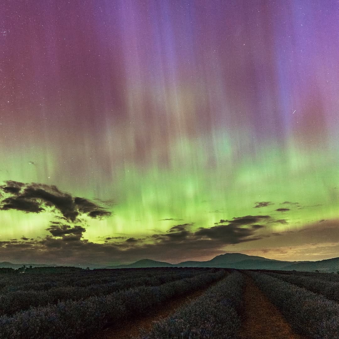 Post 9 by Bridestowe Lavender Estate on Instagram (image)