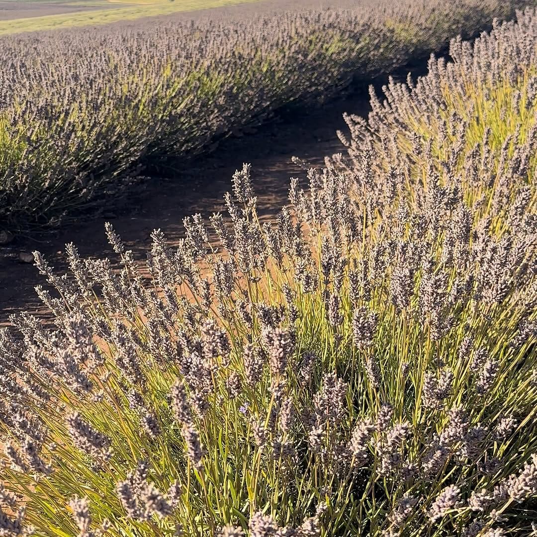 Post 6 by Bridestowe Lavender Estate on Instagram (video)