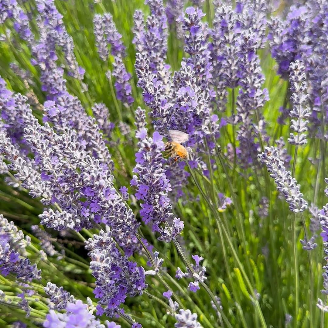 Post 7 by Bridestowe Lavender Estate on Instagram (video)