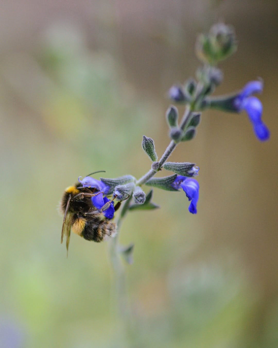 Post 1 by Beauty and the Bees, Tasmania | eco-friendly hair and skincare on Instagram (image)