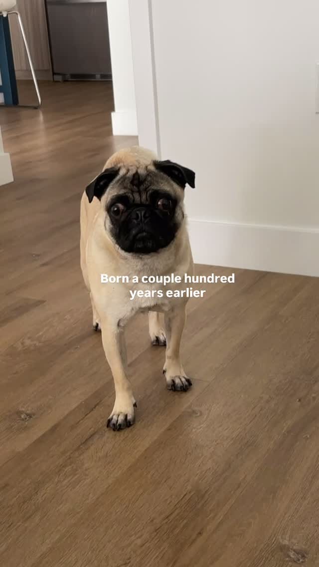 Post 6 by BB THAT PUG 👑 on Instagram (video)