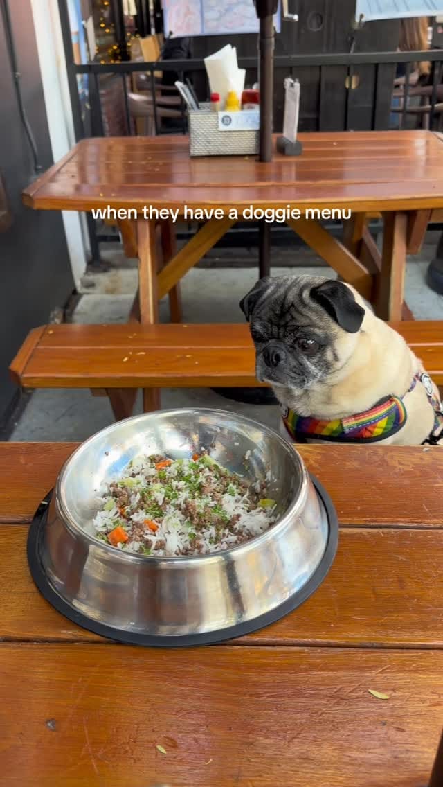 Post 2 by BB THAT PUG 👑 on Instagram (video)