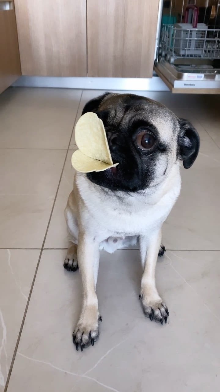 Post 9 by BB THAT PUG 👑 on Instagram (video)